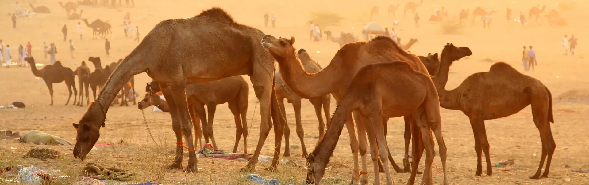 Pushkar Camel Fair Rajasthan