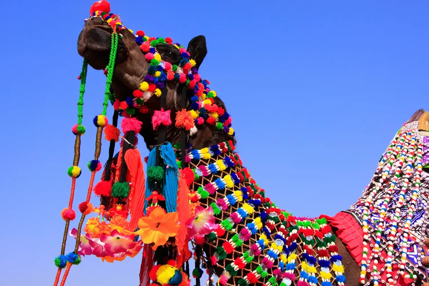 Jaisalmer Desert Festival Rajasthan