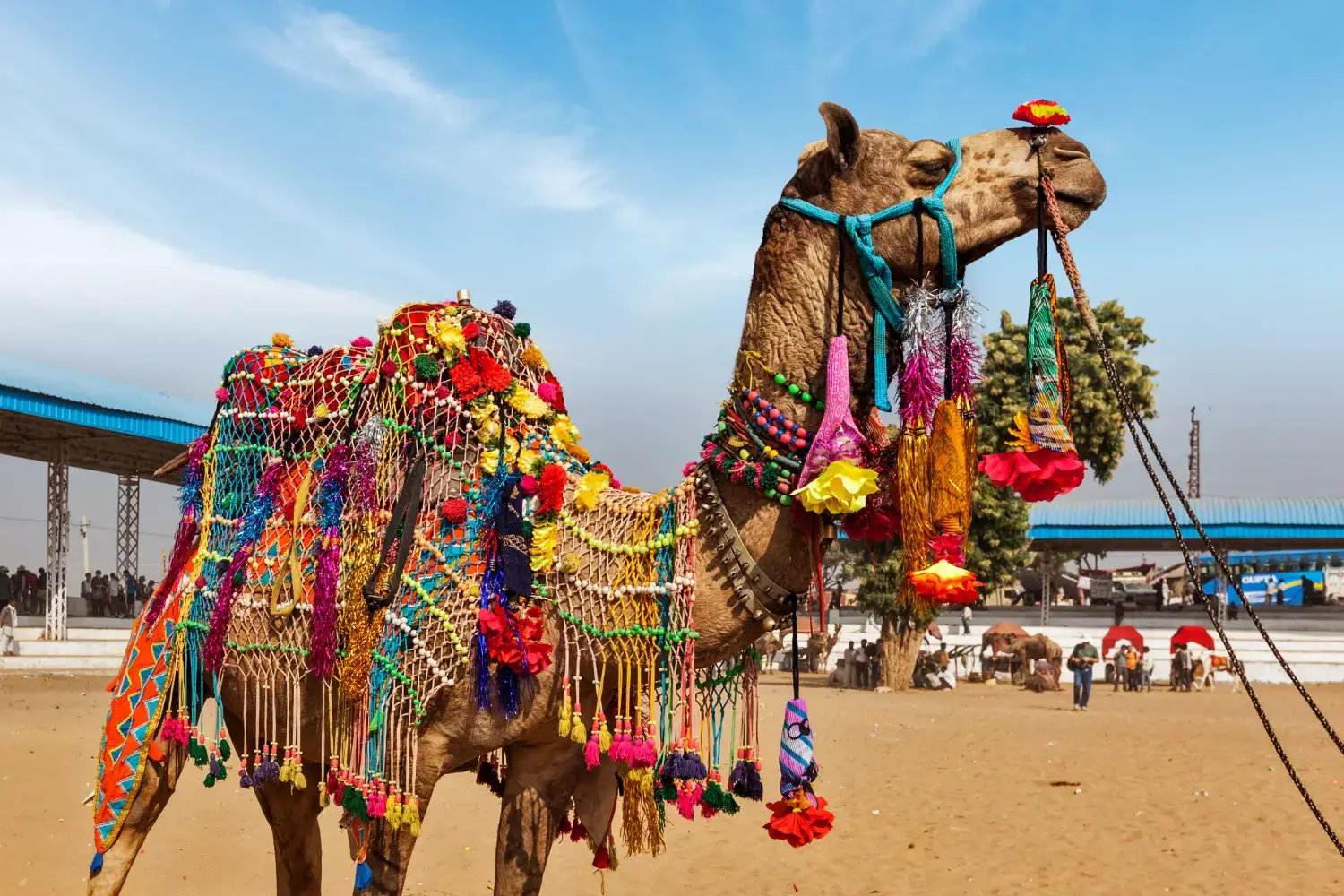 Pushkar Camel Festival Rajasthan