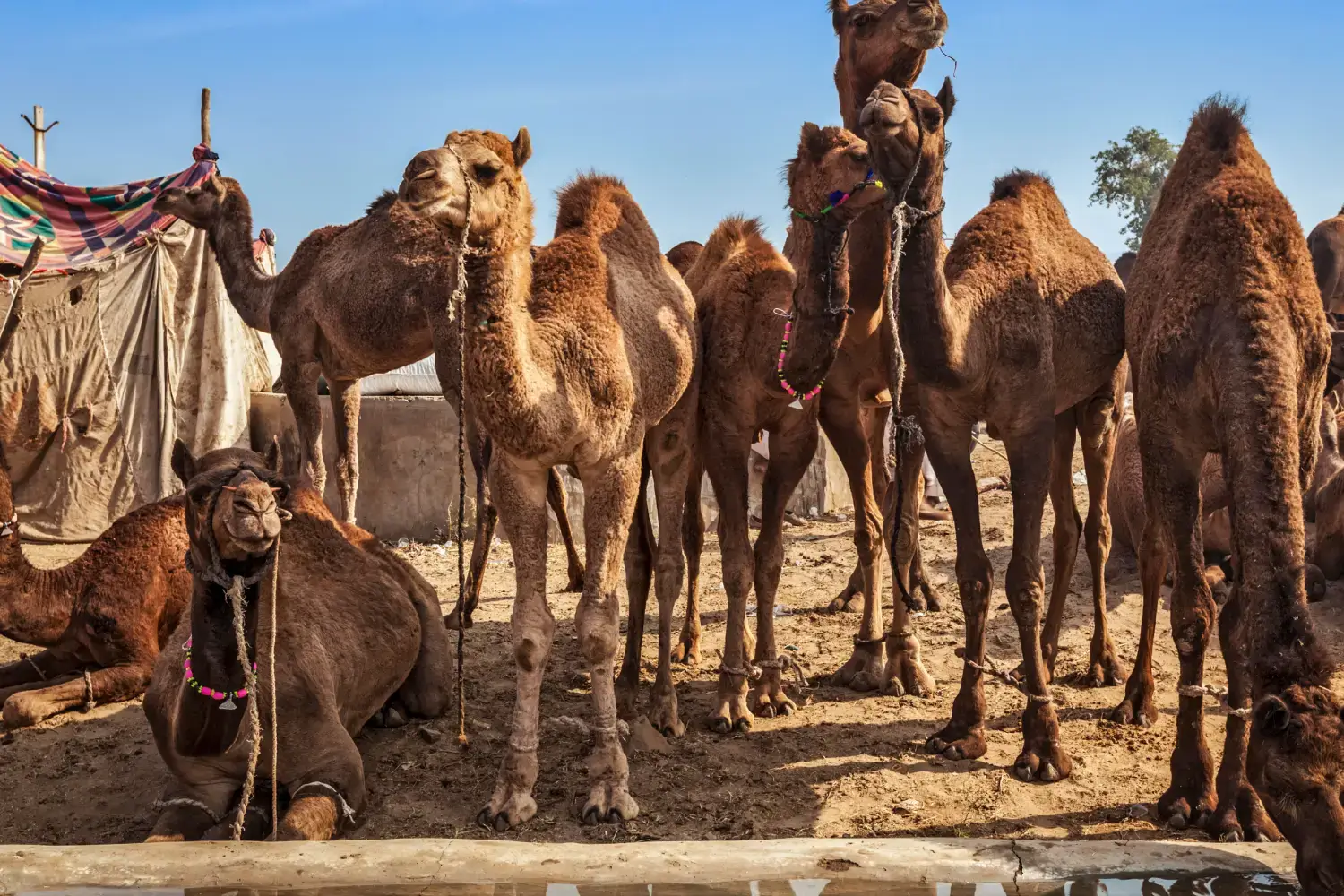 Pushkar Fair Rajasthan