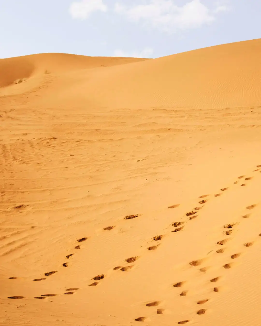 Sam Sand Dunes -Popular Points of Interest in Jaisalmer