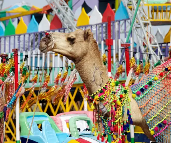 Pushkar Camel Fair Rajasthan