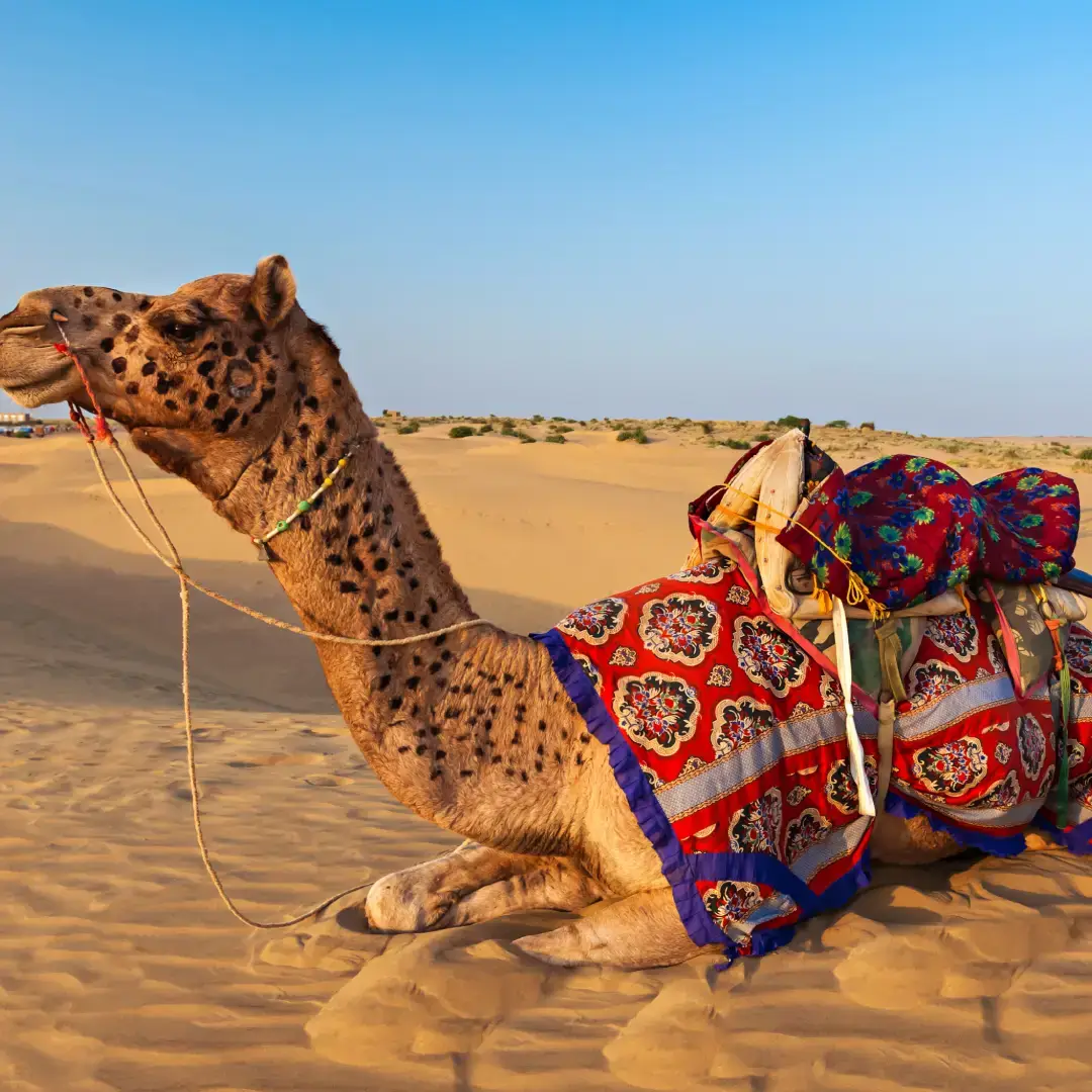 Rajasthan Family Tour Packages