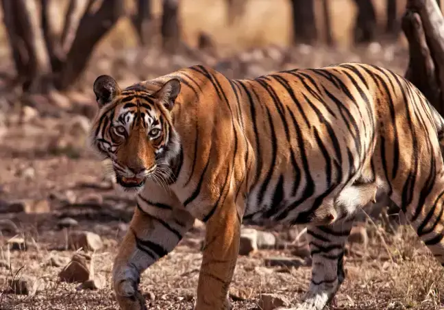 Ranthambore Safari with Kanha & Bandhavgarh