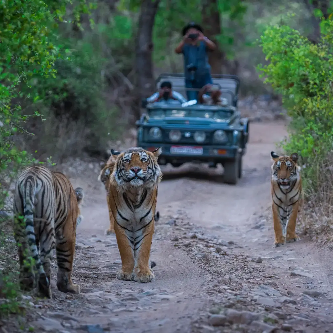 Rajasthan Wildlife Tour Packages