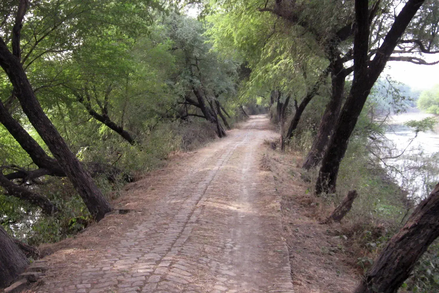 Flora in Bharatpur National Park