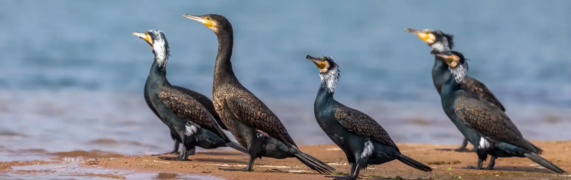 Bharatpur National Park & Bird Sanctuary