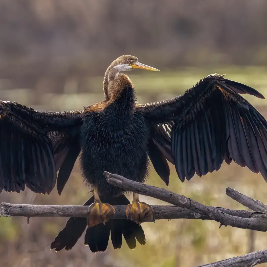 Bharatpur National Park & Bird Sanctuary