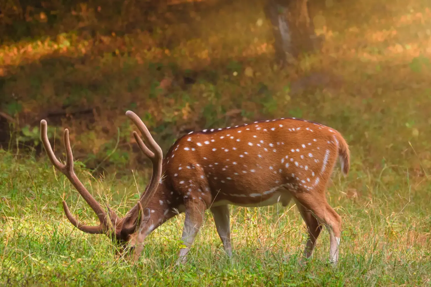 Fauna in Ranthambore National Park