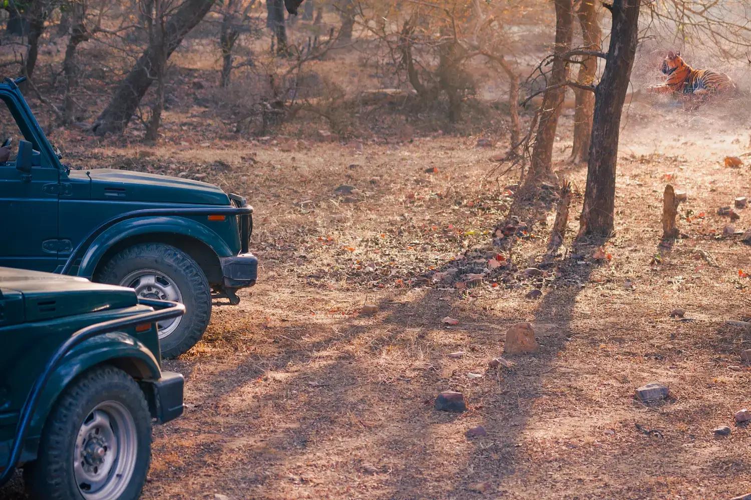 Safari in Ranthambore Tiger Reserve