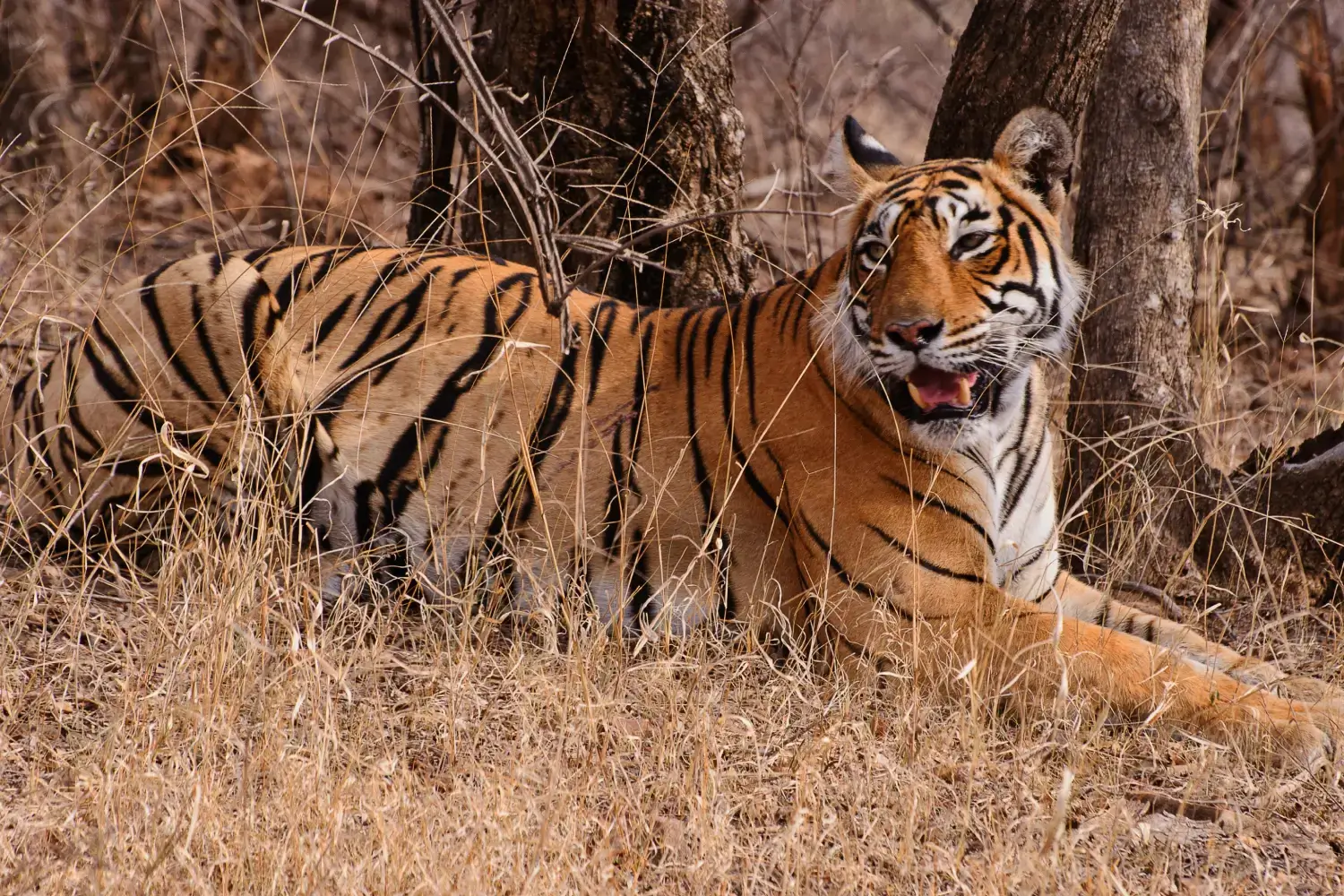 Safari Zones in Ranthambhore