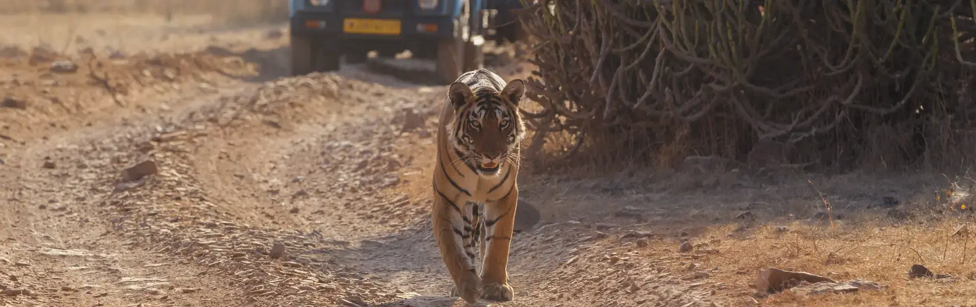 Ranthambore National Park