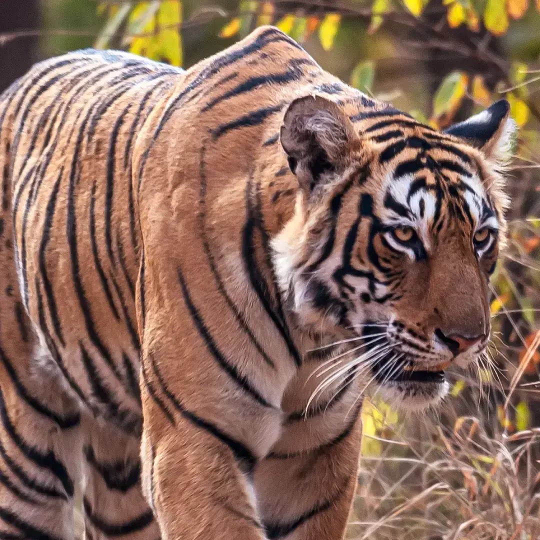 Ranthambore National Park