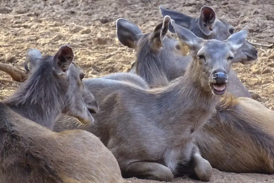 Sariska National Park