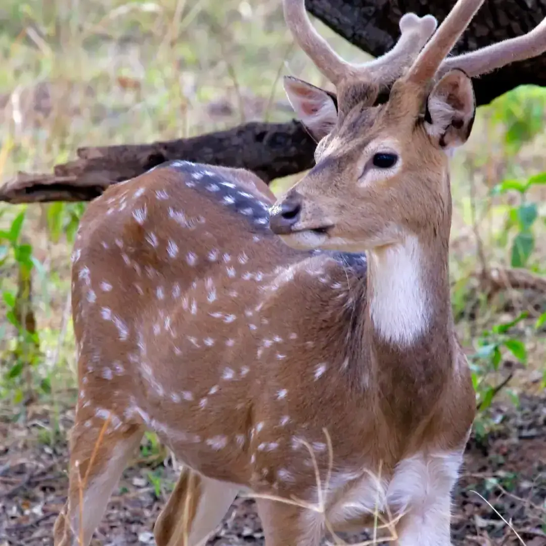 Sariska National Park & Tiger Reserve